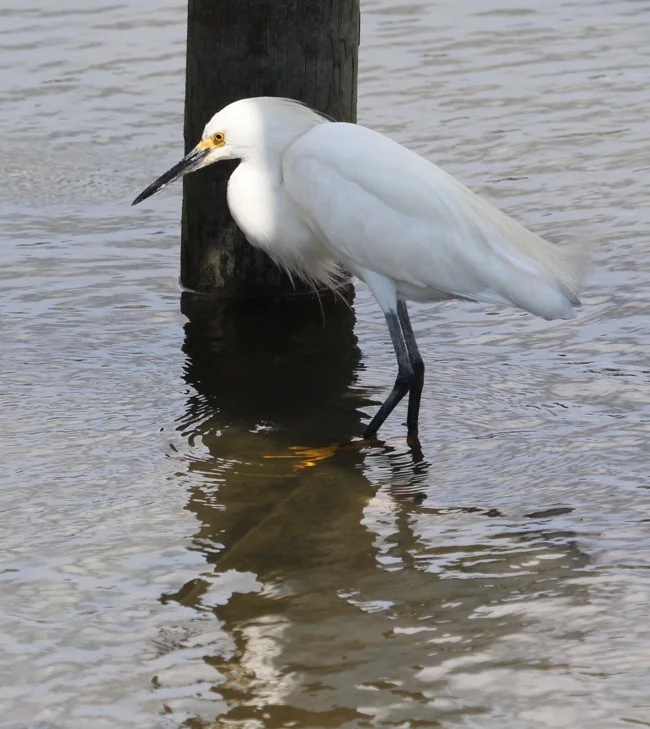 Snowy Egret