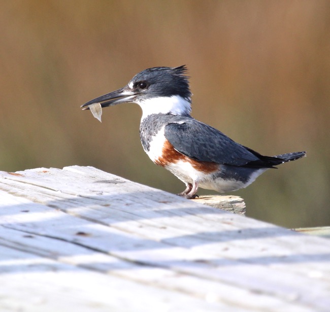 Chasing the Elusive Belted Kingfisher ~ patience is a virtue! — The  paintings of William R. Beebe
