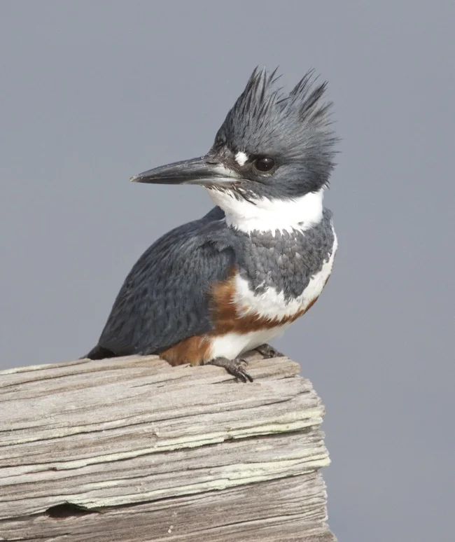 Kingfisher-image-4-by-William-R-Beebe.jpg