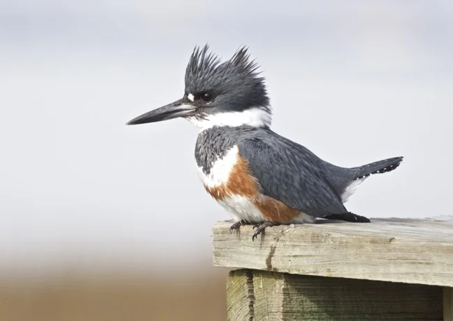 Kingfisher-image-2-by-William-R-Beebe.jpg