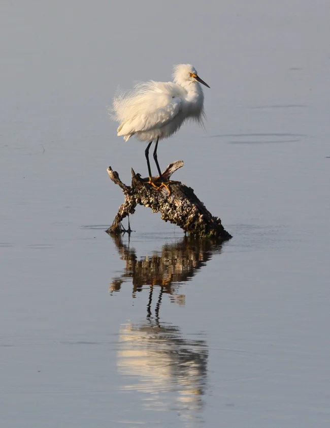 Snowy Egret