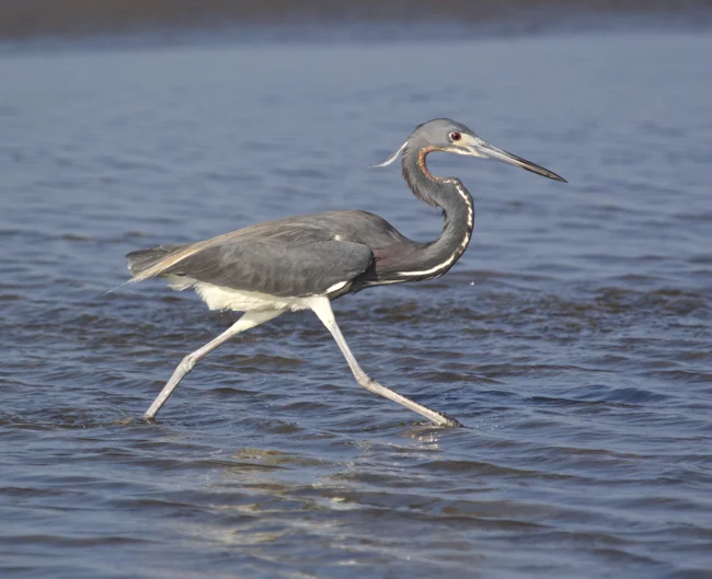 Tricolored Heron