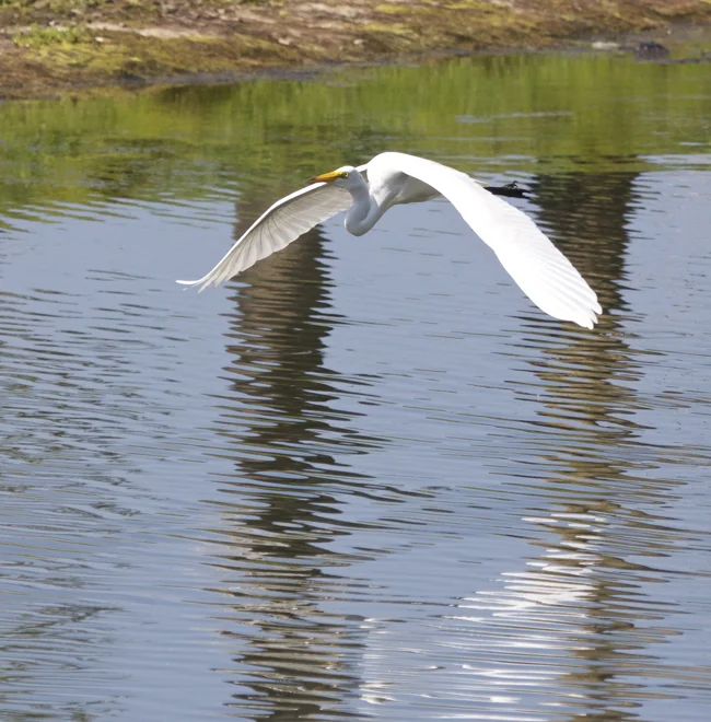 Great White Egret