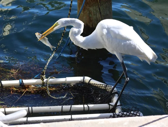 Raiding the bait cage. Photo by William R. Beebe