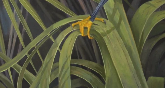 Snowy’s Island Sanctuary by William R. Beebe, feet and palm detail