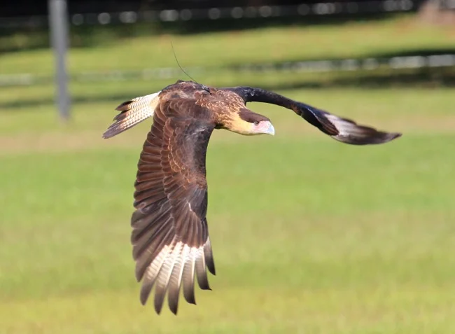 Northern Crested Caracara in flight!