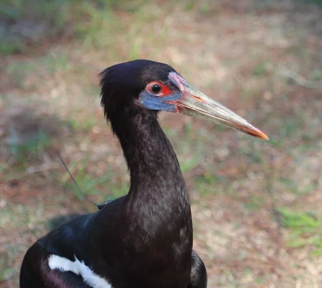 Abdim’s Stork
