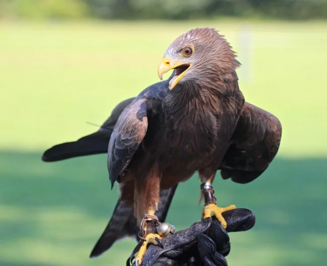 Yellow-billed Kite!