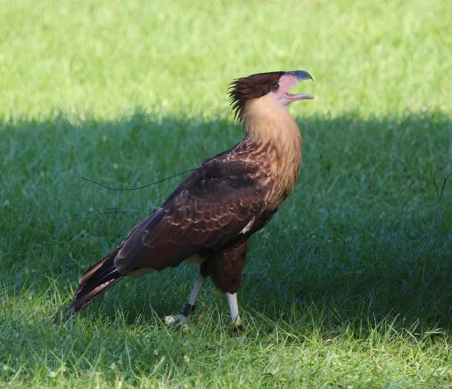 Northern Crested Caracara!