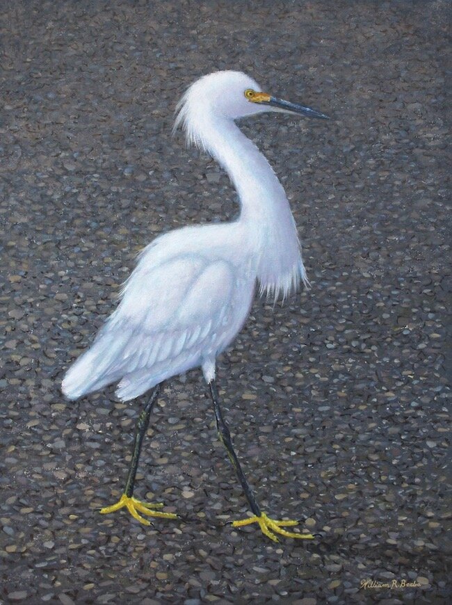 Walking on Seashells ~ #7 in the Yellow Foot Collection!