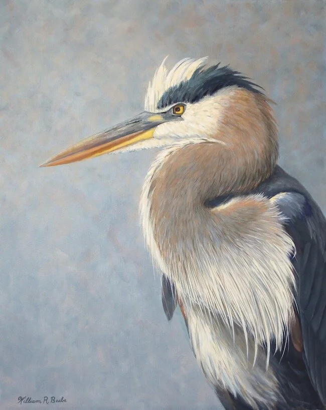 Bold and Beautiful Blue ~ Portrait of a Great Blue Heron!