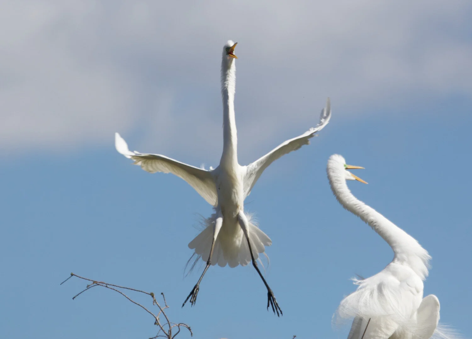 Egrets and Herons Gone Wild ~ Mayhem over Spring Break! 