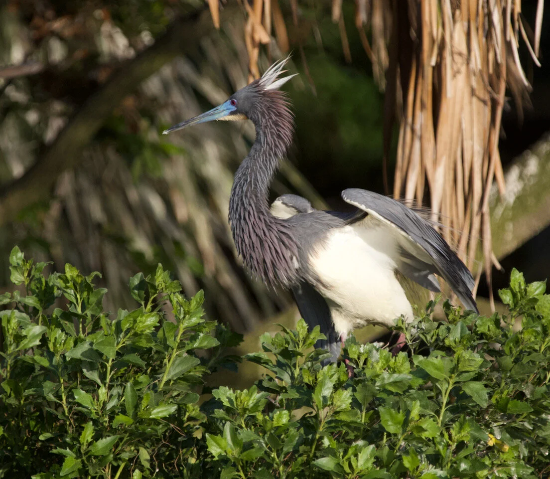 A Feather in His Cap ~ the Tricolored Heron! 