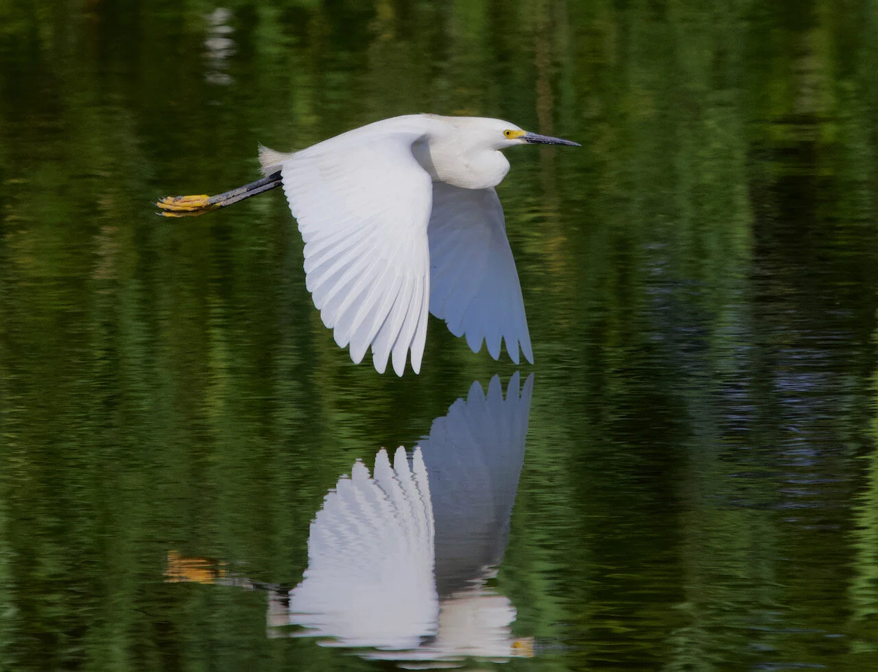 Strong Reflections - Mirroring nature’s beauty! 