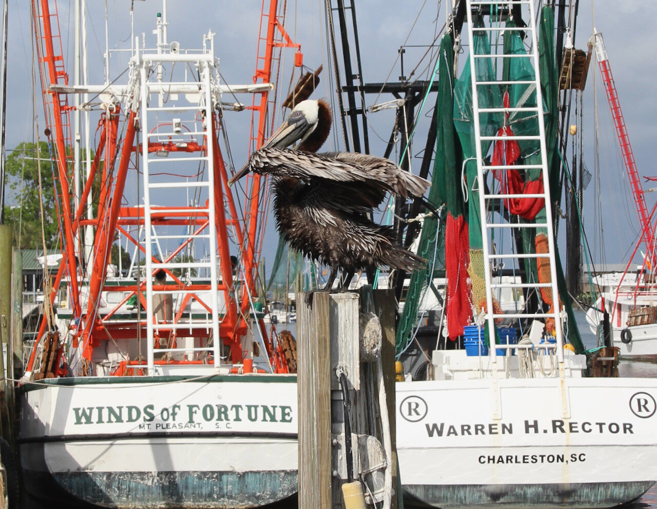 Shrimp Boats and Brown Pelicans - go together! 