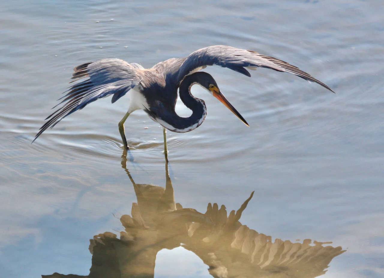 Tactical Fishing Techniques of the Tricolored Heron ~ Compensating for bright light! 