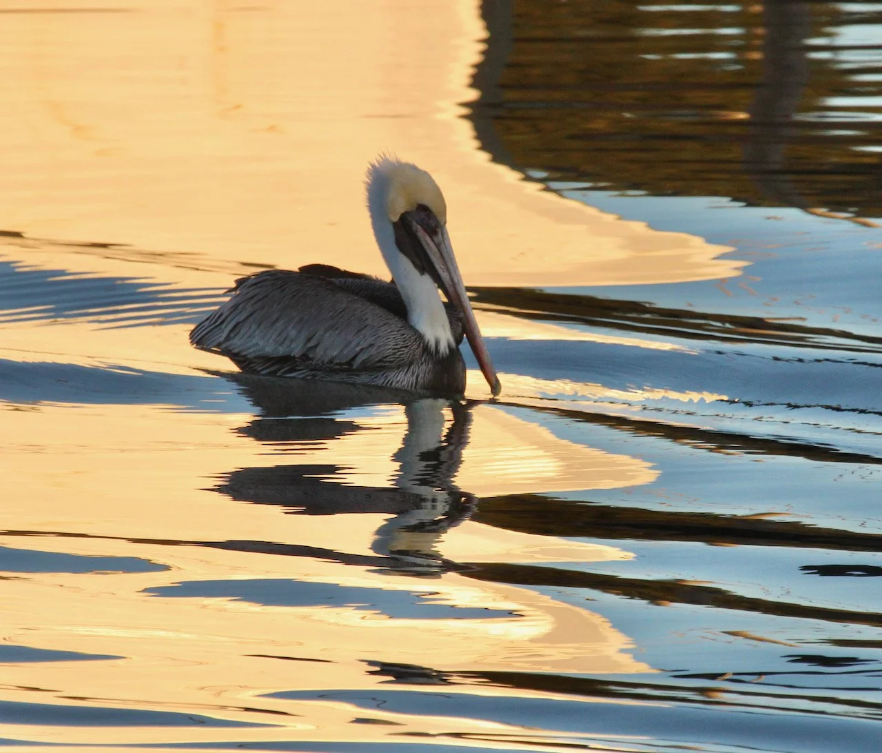 Golden Hour Reflections on Shem Creek ~ Brown Pelicans in living color! 