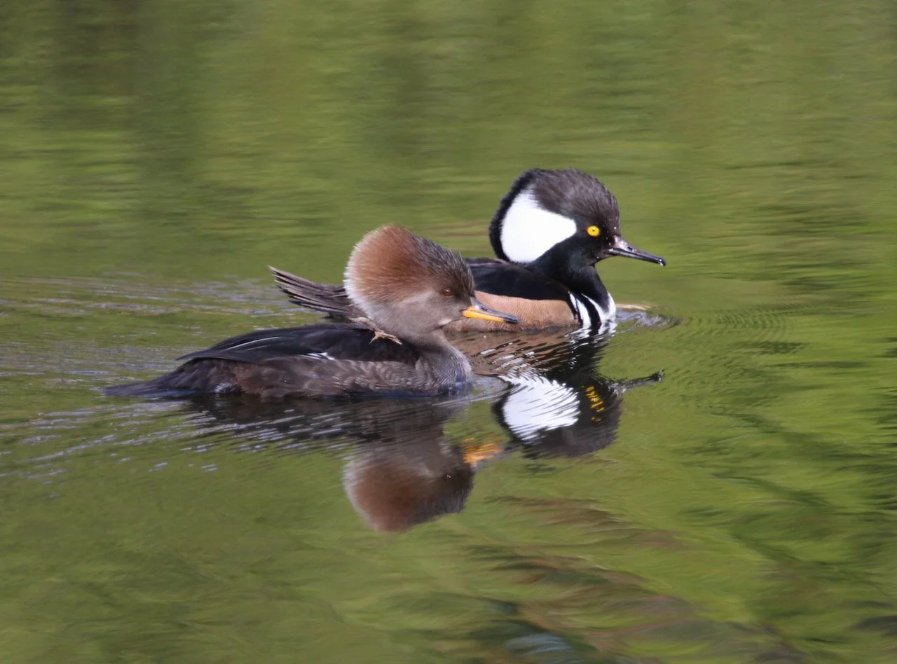 Hooded Mergansers in the Hood ~ Ducks on the Pond! 