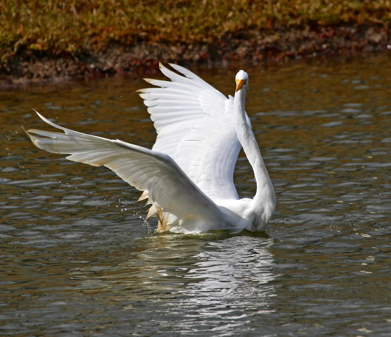 Wading Birds Gone Wild - Swimming with the fishes! 