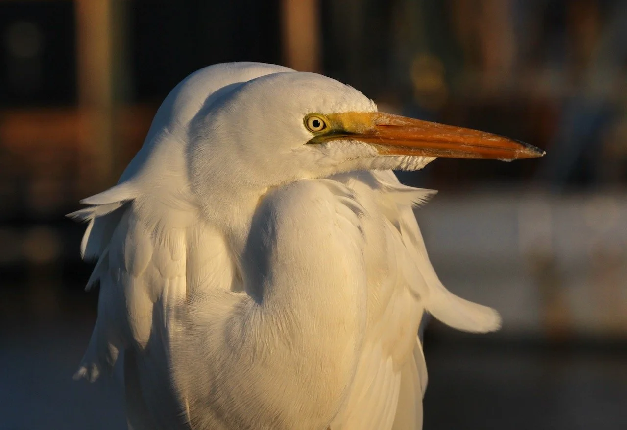 So We Meet Again - My feathered friend!