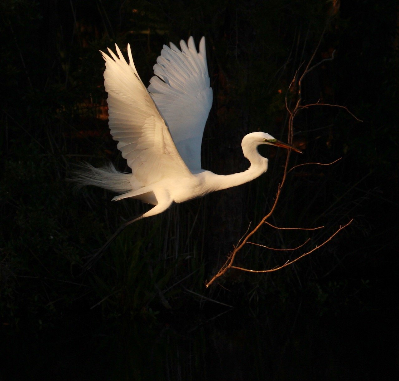 In the Spotlight ~ High contrast bird photography! 