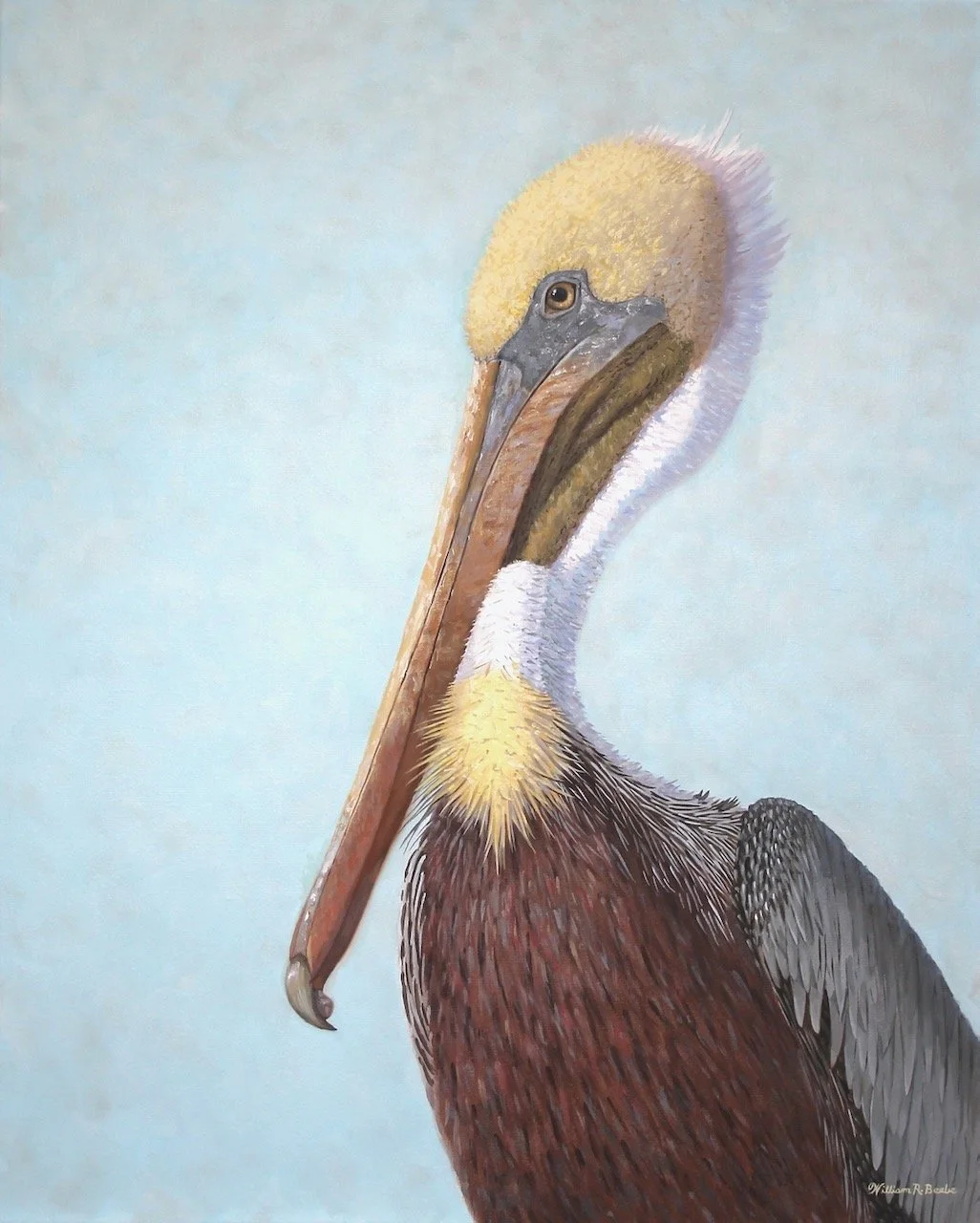 Livingston, I Presume ~  The Brown Pelican I’ve been looking for!  