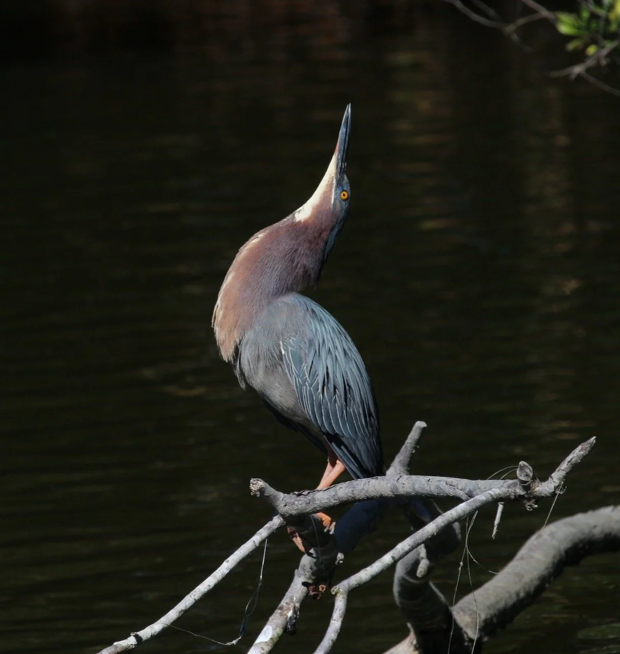 Moments in the Sun for the Green Heron ~ A good reason to buy a monopod! 