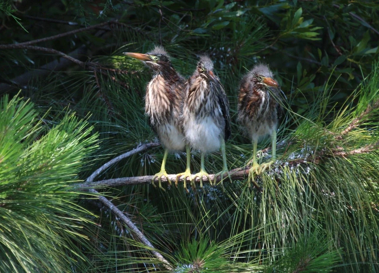 Mean Joe Green Heron Isn’t So Mean ~ He’s a love machine! 