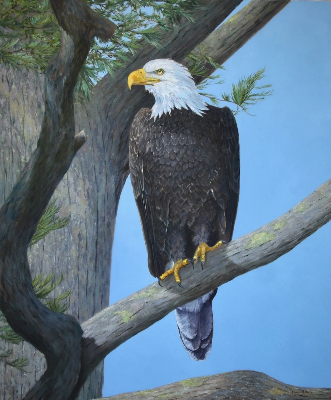 His Majesty ~ The American Bald Eagle