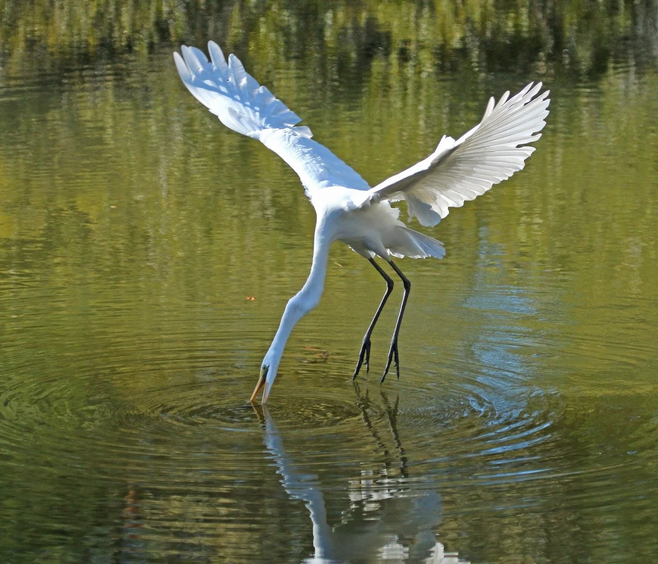 Birds Flying High and Low ~ Great Egrets!  