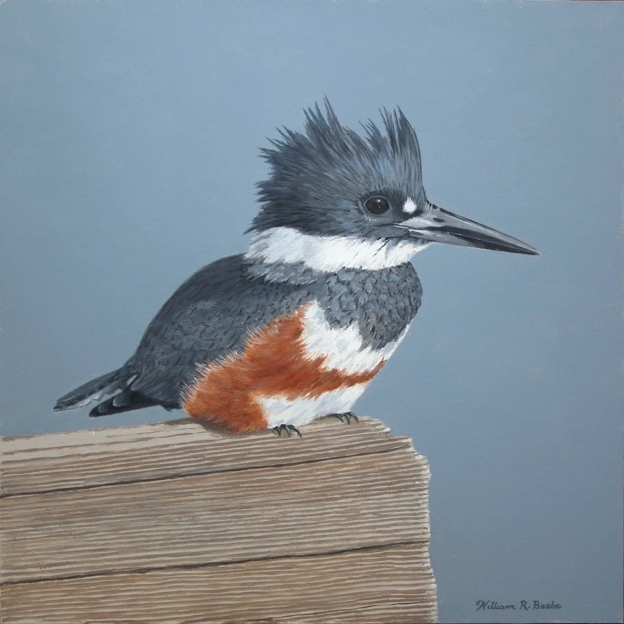 Pitt Street Princess ~ Portrait of a Belted Kingfisher!
