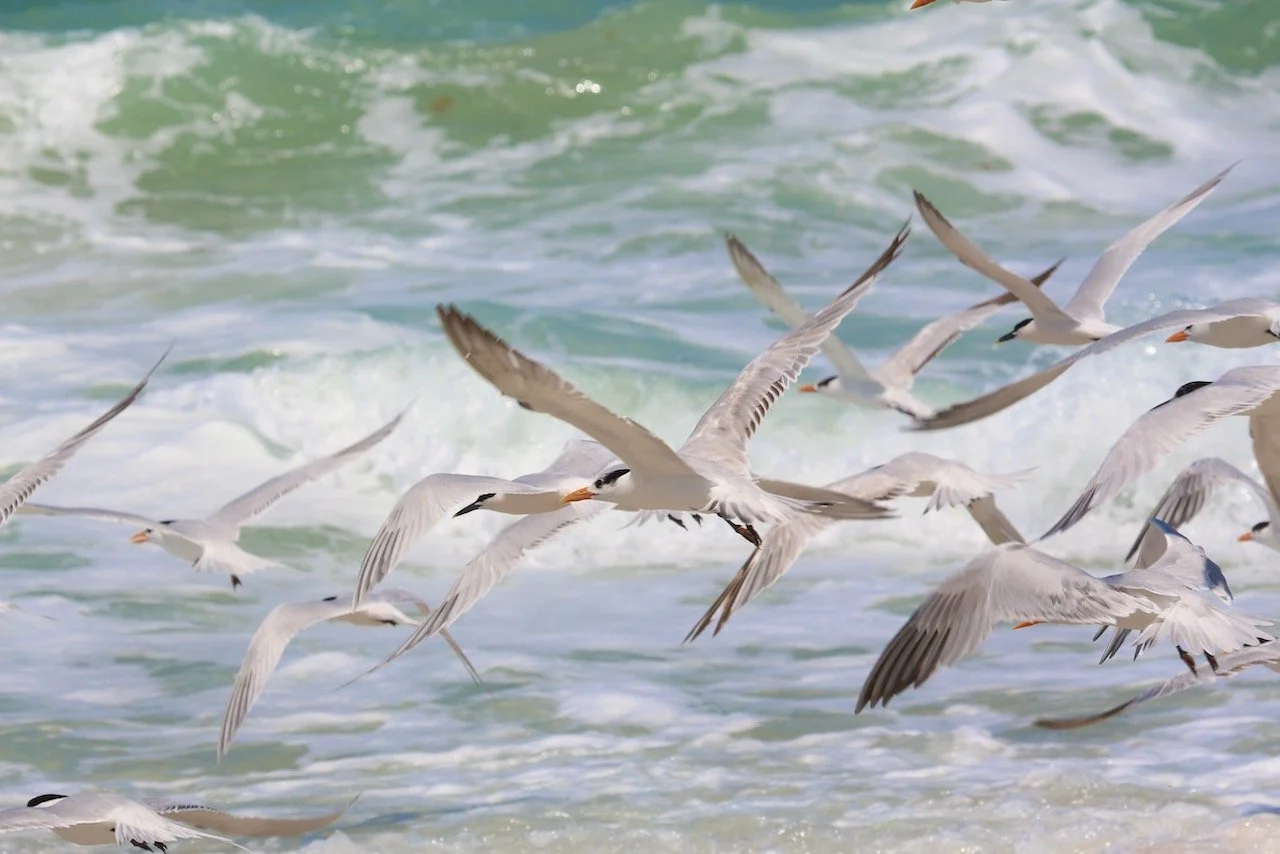 Birding in Venice and Dining Italian ~ Venice Florida!
