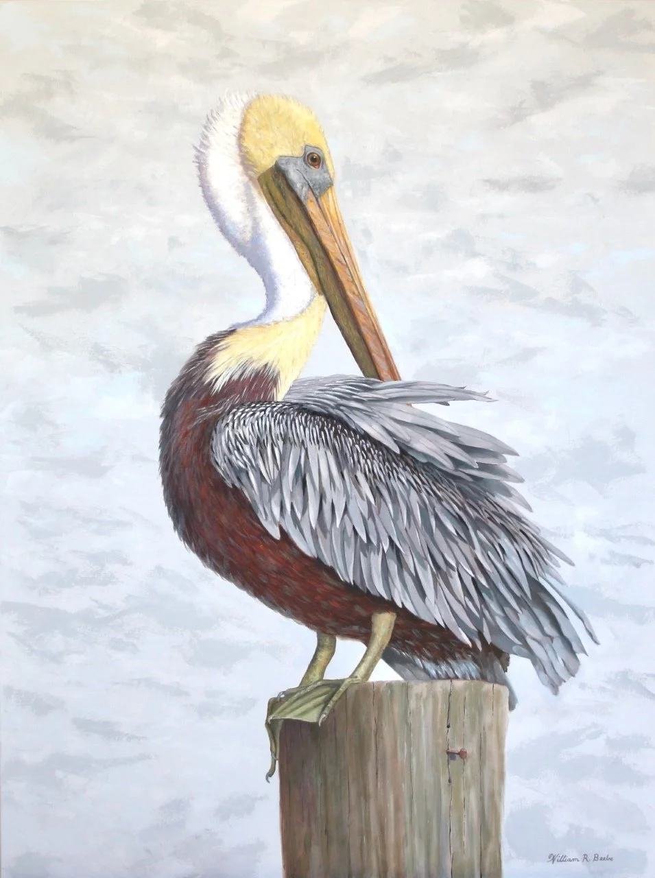 Mr. Persnickety ~ A Brown Pelican who is very finicky about his feathers!&nbsp;&nbsp;