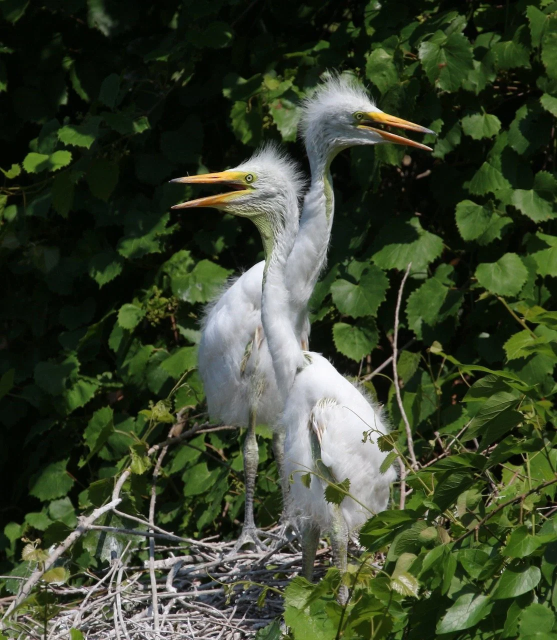 The Twins are Hungry ~ What a Momma Great Egret has to endure!&nbsp;&nbsp;