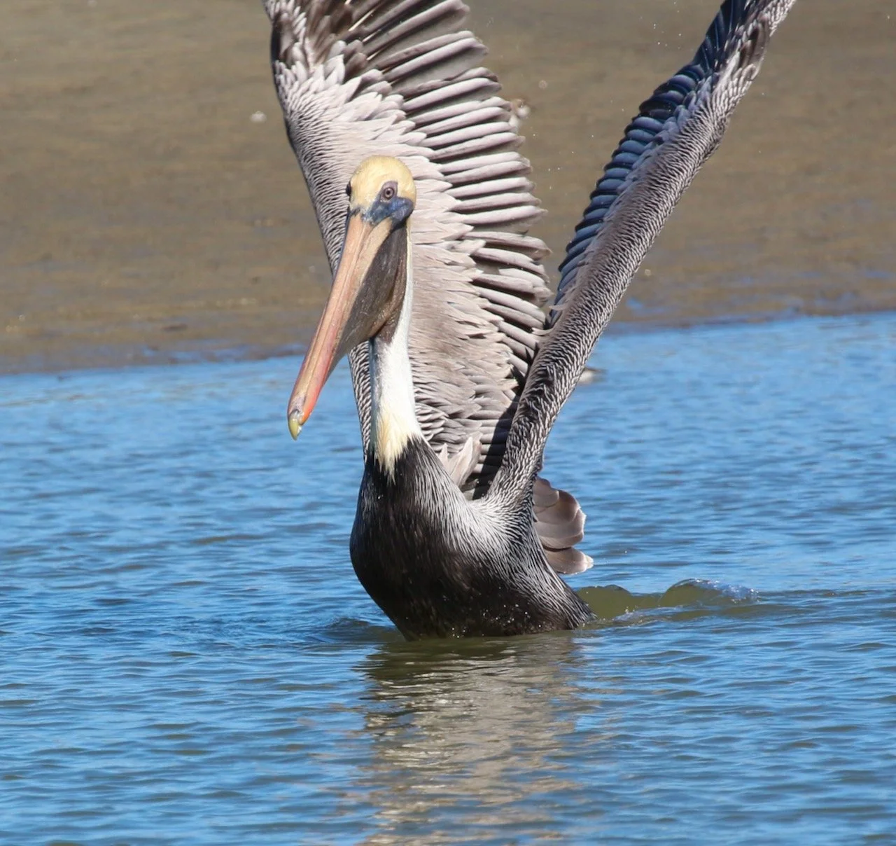 Kiawah Island Brown Pelicans ~ Easy pickings in a tidal pool! &nbsp;
