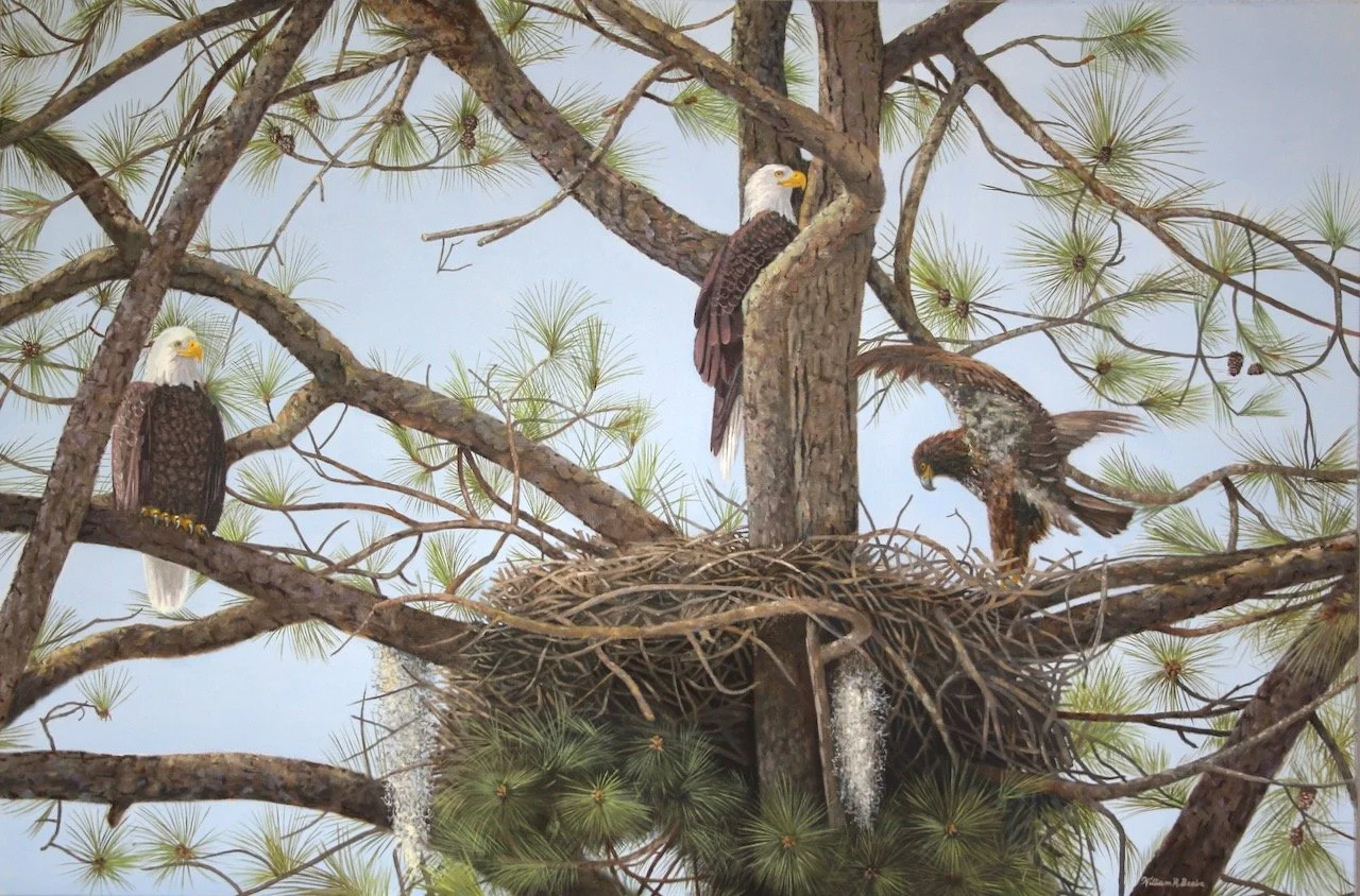 Eagle Watch On Kiawah Island ~ The next generation!
