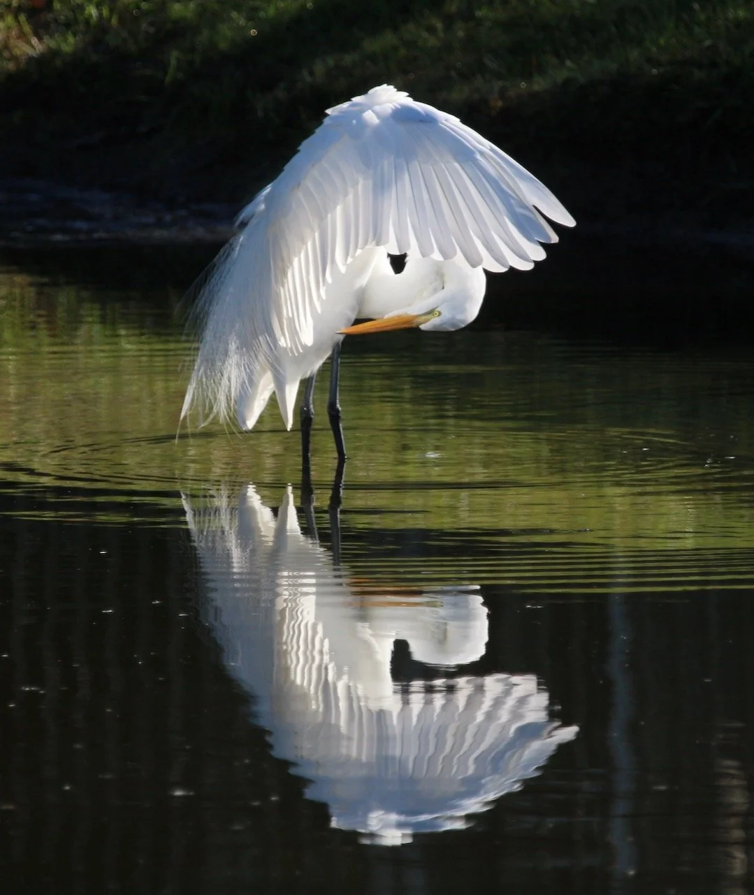 An Egret’s Amazing Grace ~ Wings of an Angel