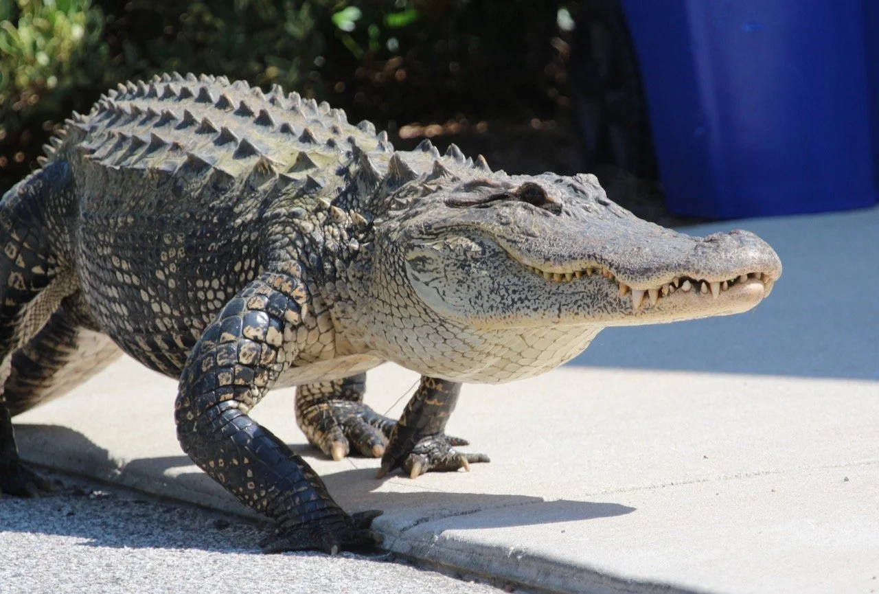 Looking for Love in all the Wrong Places ~ GATOR!!!