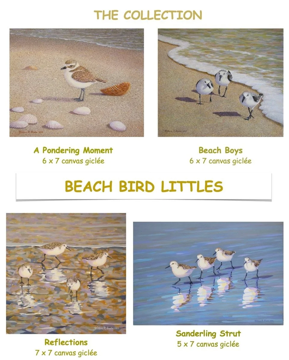 Beach Bird Littles ~ A new collection of beach bird miniature giclées!