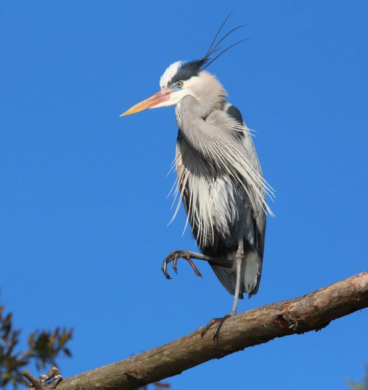 Blue on Blue ~ The many looks of one Great Blue Heron!