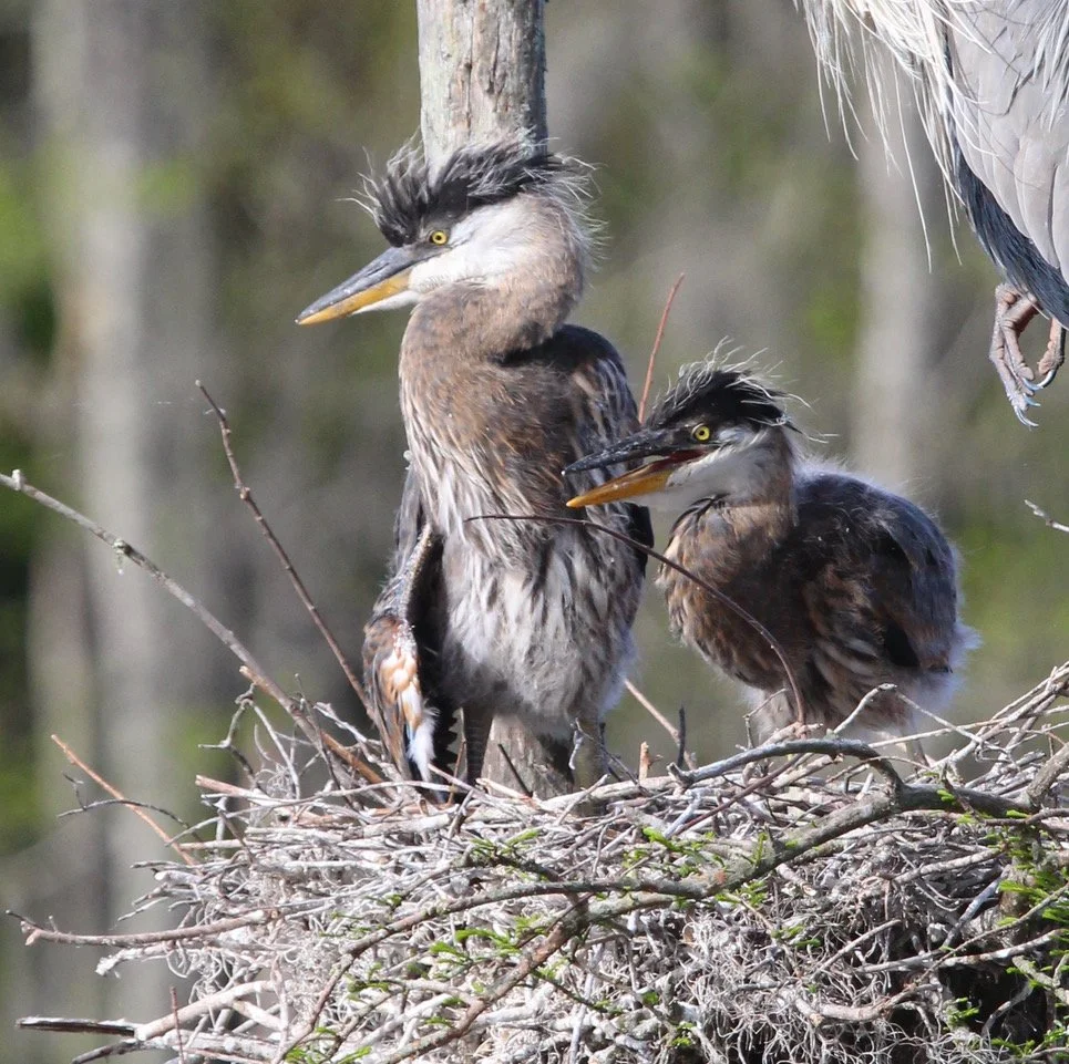 Baby Herons ~ Bless their little hearts!