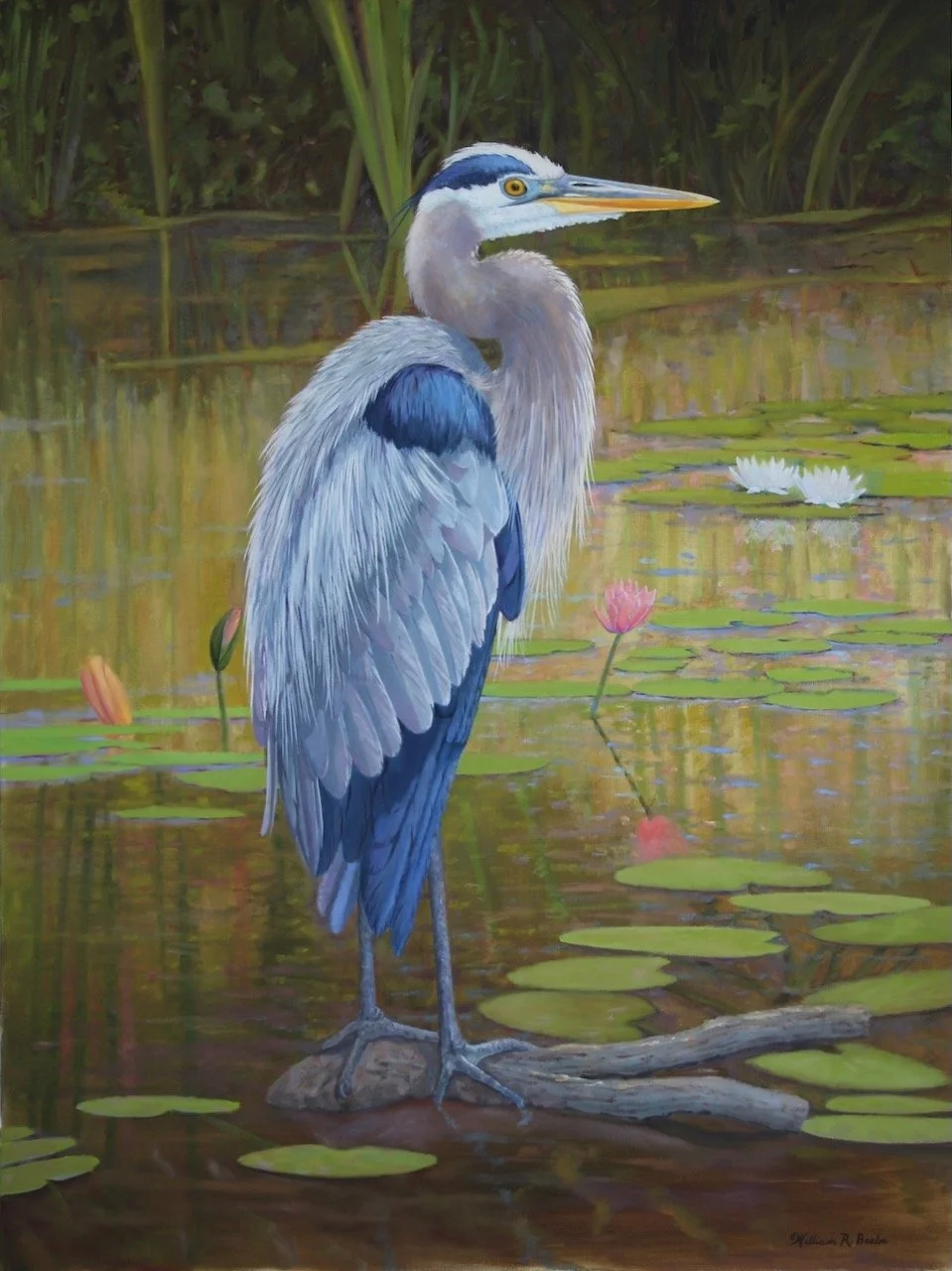 Dress Blues ~ Portrait of a regal Great Blue Heron!  