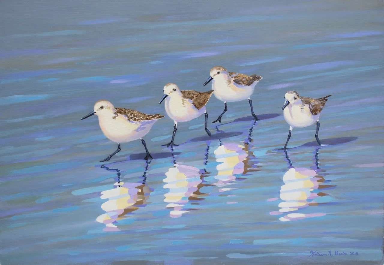 Sanderling Strut