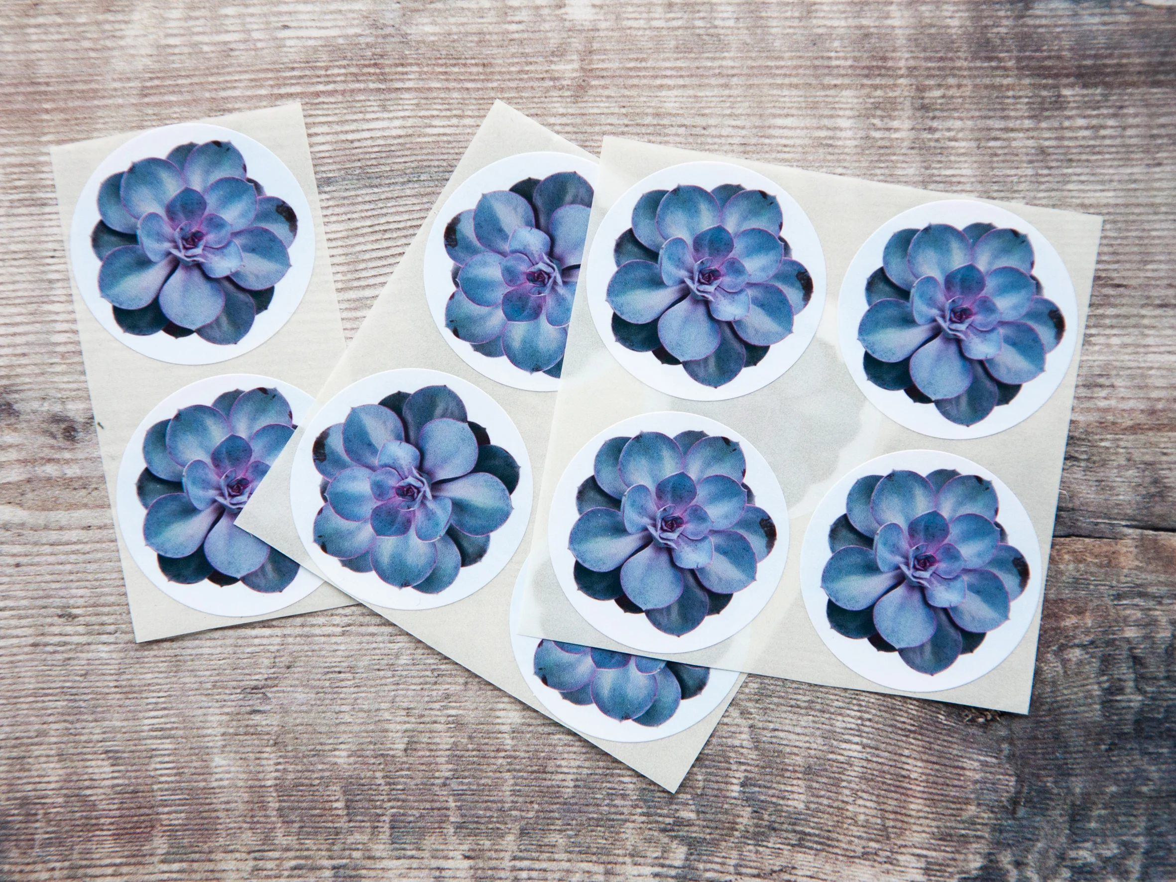 Purple Succulent Stickers-0015.jpg