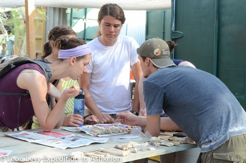 Volunteers learn about animal bones