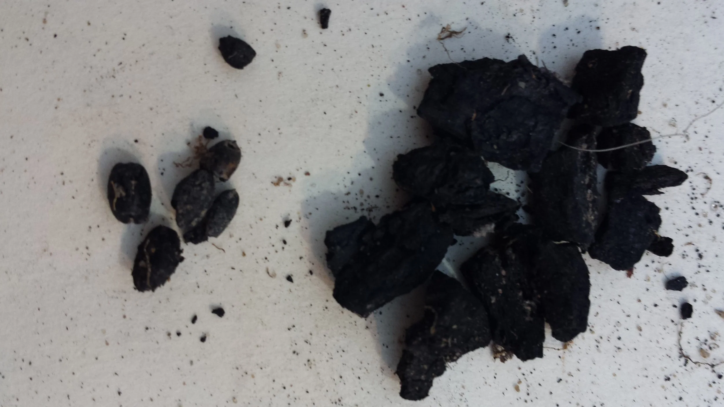 Carbonized wheat grains and wood charcoal from Grid 51