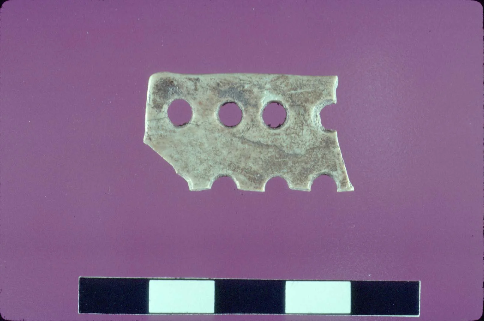Worked bone offcut