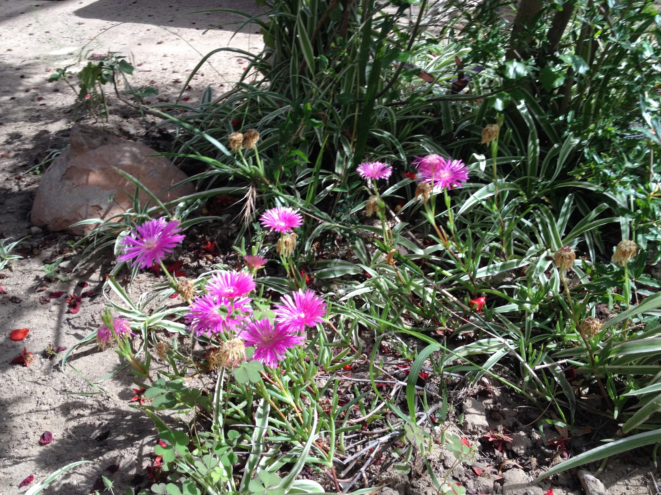 Flowers in the pottery compound (2015)