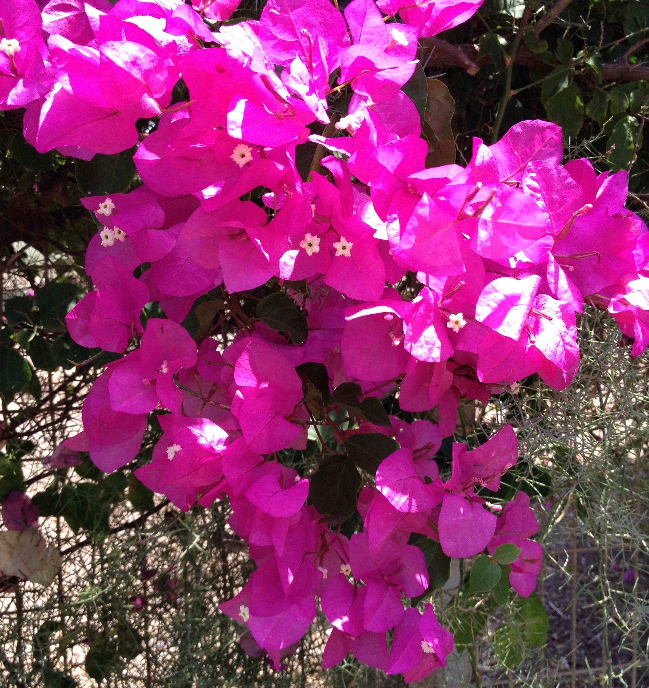 The park in bloom, part II