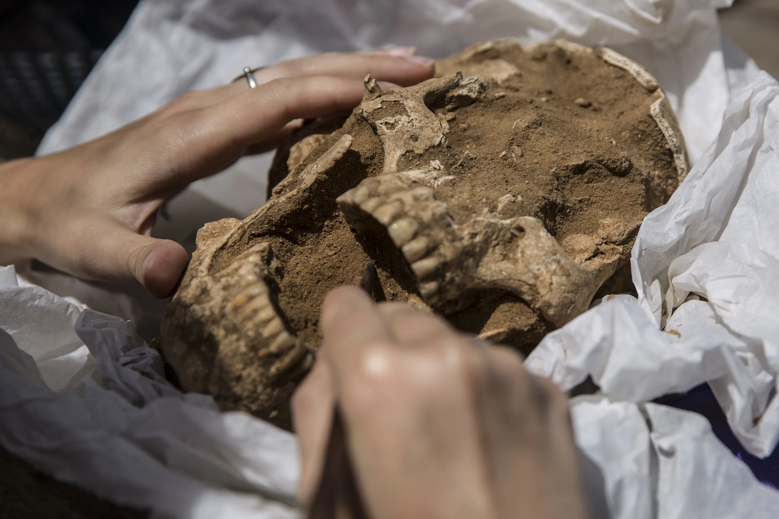  Skull from a 10th-9th century BC burial in the excavation of the Philistine cemetery by the Leon Levy Expedition to Ashkelon  ©Tsafrir Abayov/Leon Levy Expedition 